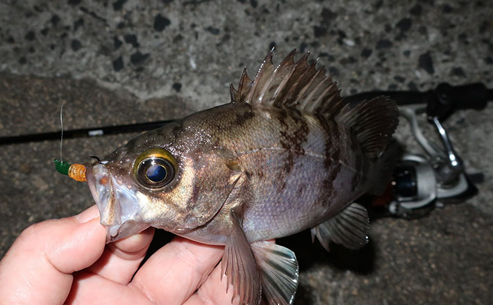 離島での釣りの楽しみ方と体験