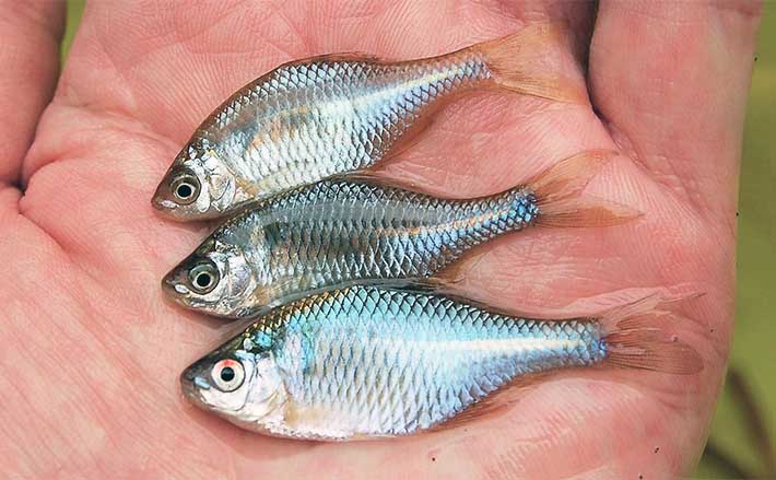 冬の寒タナゴ釣り入門 【タックル・仕掛け・エサ・ポイント選択・釣り