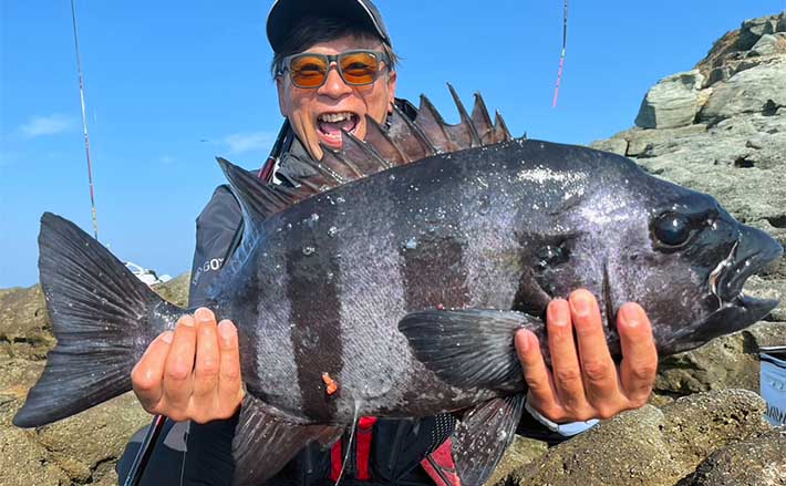 大物釣り 石鯛釣り　OLIMPIC オリンピック　無双　仕舞本数２本－４本継竿 ５８０センチ 磯フカセ釣りで45cm尾長グロに62cm4.5kgイシダイ浮上【福岡・宗像大島