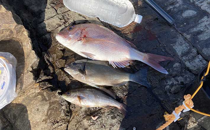 1泊2日の沖磯カゴ釣りに挑戦 日中はヒラマサに夜はマダイを狙う 2022年11月24日 エキサイトニュース