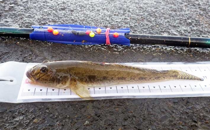 涸沼川のハゼ釣りで17cm筆頭に良型マハゼ8匹【茨城】シマハゼ