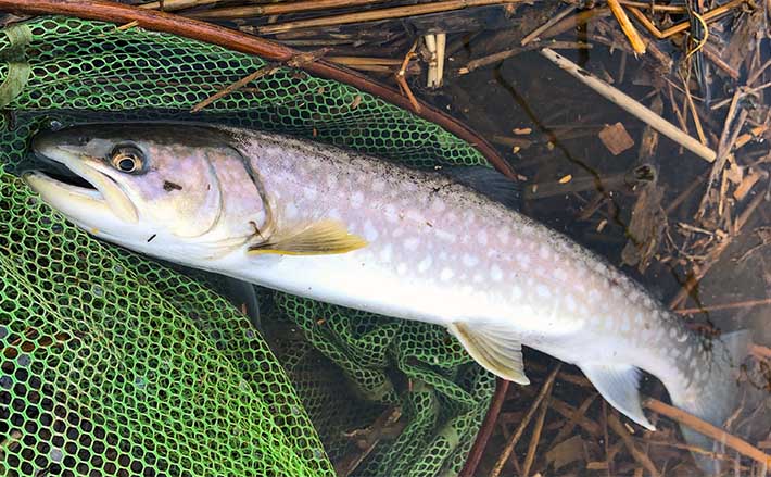 アメマス釣りで68cm本命キャッチ【北海道】鮭稚魚カラーの小型ジグにヒット (2024年3月29日) - エキサイトニュース