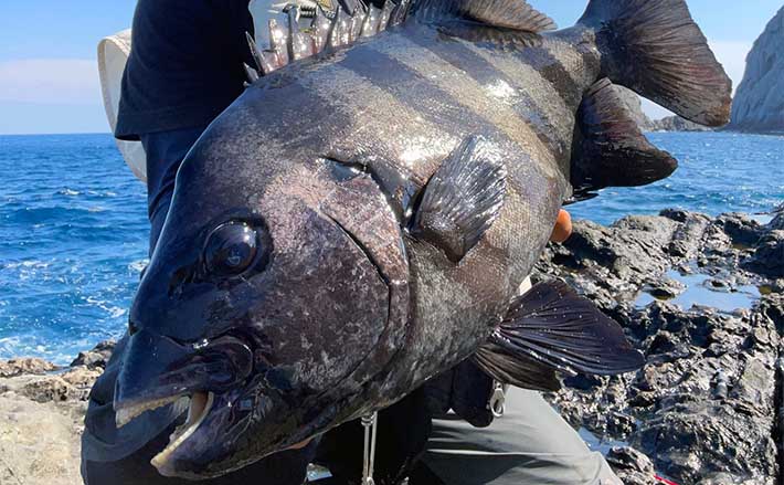 男女群島でのイシダイ釣りで60cm級頭に本命9尾【長崎】アラ狙いはバラし (2023年7月26日) - エキサイトニュース