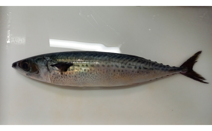 暑い夏に美味しくなるサバは「ゴマサバ」 『胡麻鯖』は郷土料理名? - エキサイトニュース