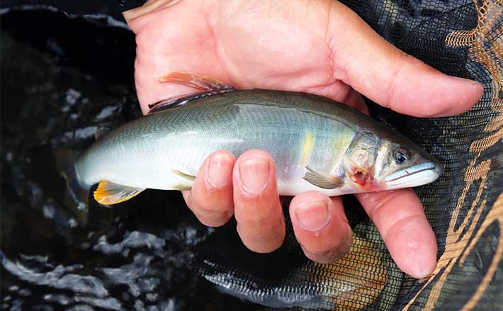 生きたアユを操り生きたアユを釣る」唯一無二の釣趣を持つ【アユのトモ釣り】 (2023年6月2日) - エキサイトニュース