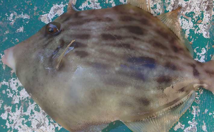 釣り人さん専用　プレミア　猛ポップ丸 津軽海峡スペシャルMG18-F 釣り人さん専用 プレミア 猛ポップ丸 津軽海峡スペシャルMG18-F