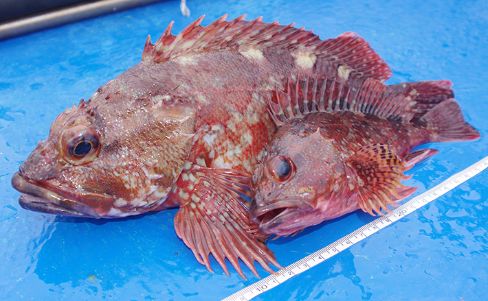 東京湾 シーズンインの船カサゴ釣り解説 タックル エサ 釣り方 年4月日 エキサイトニュース