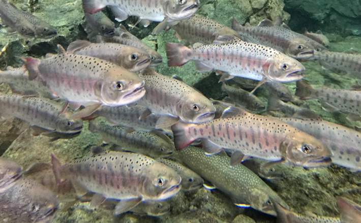 川魚 を生食してはいけない理由を解説 サーモンはなぜok 年5月30日 のコメント一覧 エキサイトニュース