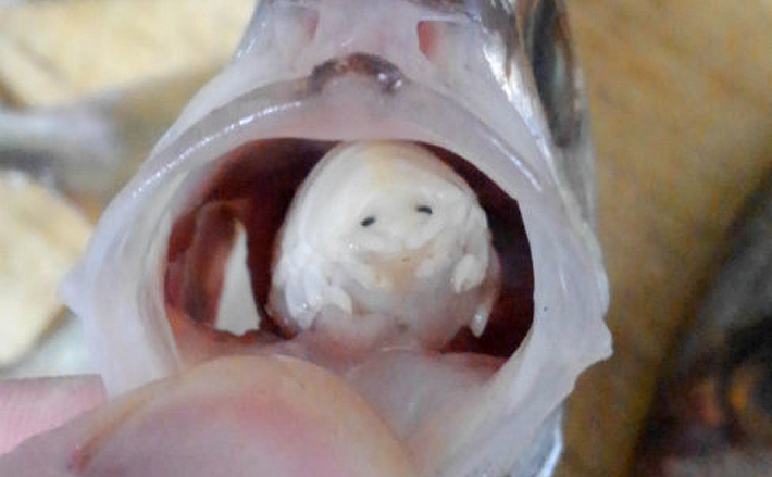 どうやって腸内寄生虫が発生するのでしょうか?