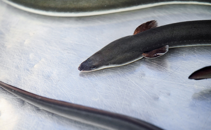 魚介類の 食べるな危険 部位 ウナギの血液に毒あり 生食の障壁に 年7月10日 エキサイトニュース