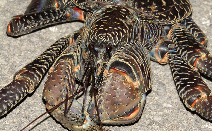 魚介類の 食べるな危険 部位 ヤシガニの 消化管 が猛毒を持つワケ 年7月12日 エキサイトニュース