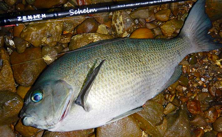 ワームでグレを狙う グレング で良型40cm 磯釣りの新釣法となるか 年7月26日 エキサイトニュース 2 3