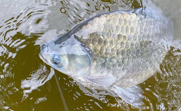 ヘラブナ釣り初心者入門 夏はチョウチン両ダンゴで決まり 第10回 年8月10日 エキサイトニュース