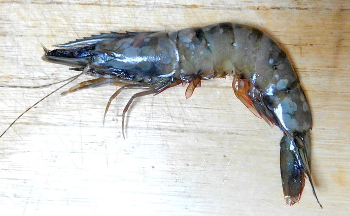 クルマエビ同様に美味しけど低価格な クマエビ と ヨシエビ は夏が旬 年8月16日 エキサイトニュース