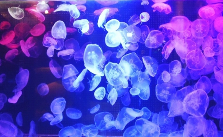 クラゲがお盆時期に増えるワケ 子供に宿題をやらせるための口実だった 年8月14日 エキサイトニュース 2 3