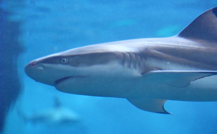 サメは 哺乳類 ではなく 魚類 イルカやシャチとの違いとは 年9月12日 エキサイトニュース サメは 哺乳類 ではなく 魚類 イルカやシャチとの違いとは 年9月12日 エキサイトニュース