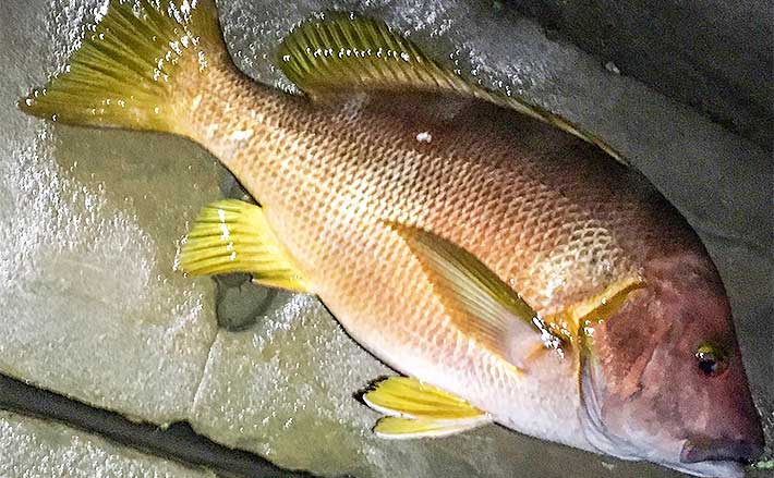 夜の沖磯釣りで55cmシブダイ イワシスライスにヒット 宮崎 外浦崎 年9月7日 エキサイトニュース 2 3