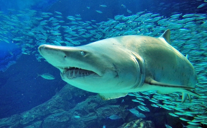 サメが アンモニア臭い と言われるワケ 尿素を体内にため込むから 年9月19日 エキサイトニュース