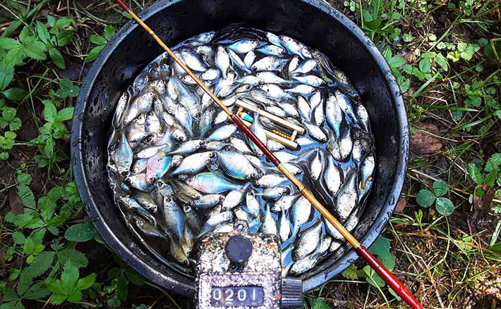 タナゴ0尾釣るまで帰りません 手返しが攻略のキモ 滝の城址公園 年9月24日 エキサイトニュース 3 3