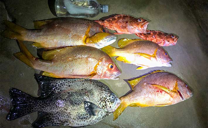 夜の沖磯ぶっこみ釣りで48cmシブダイ ウニエサにヒット【宮崎・油津