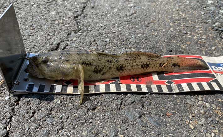 見えているハゼをエサ釣り狙う 20cm頭に良型中心17匹【浜名湖】 (2020