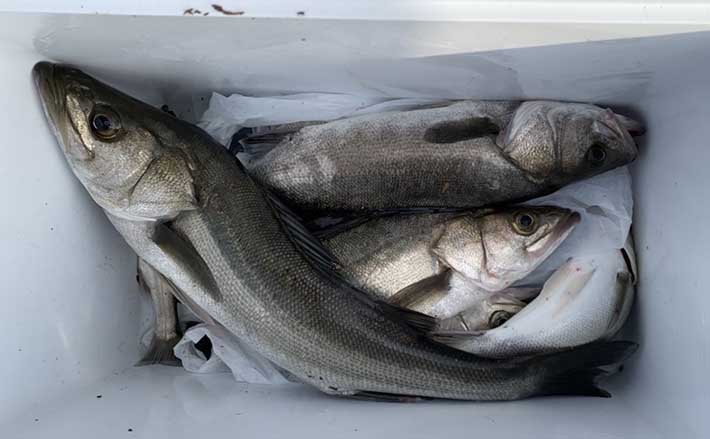 河川の ブッコミ釣り でセイゴサイズのシーバス6匹 三重 揖斐川 年11月14日 エキサイトニュース