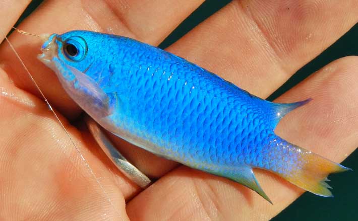波止小物釣りでカラフル釣果 釣り方問わずが面白い 三重 紀伊長島 年11月11日 エキサイトニュース