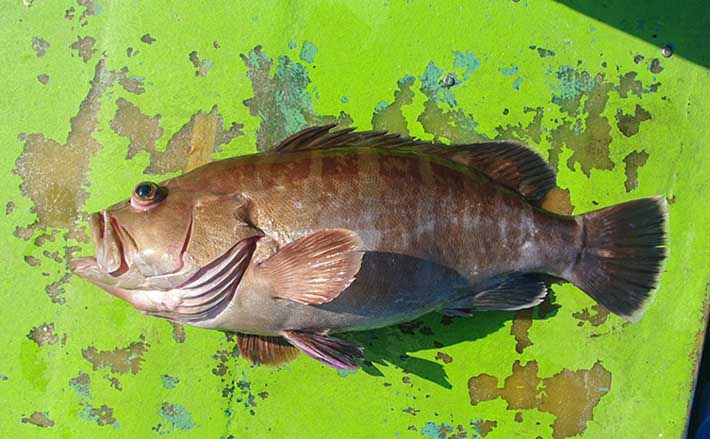 幻の高級魚 マハタの出荷が最盛期 気軽に食べられる養殖モノも美味 年11月28日 エキサイトニュース