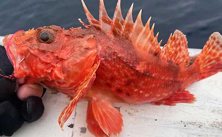 城ヶ島沖で オニカサゴ 狙い 釣果7匹は高級鍋食材に いわき丸 年12月23日 エキサイトニュース