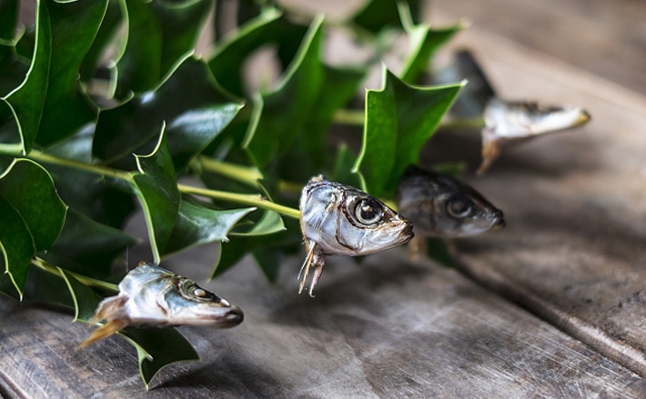 節分にまつわる伝統 柊鰯 イワシの匂いで鬼を追い払うのが目的 21年1月22日 エキサイトニュース 2 2