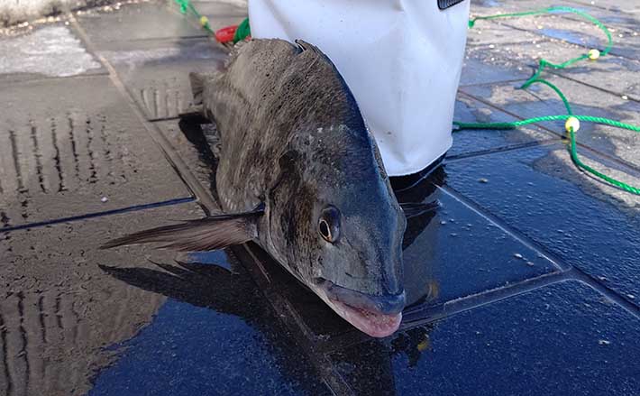 清水港21 冬のフカセクロダイ攻略法4選 乗っ込み期は入門好機 21年1月27日 エキサイトニュース