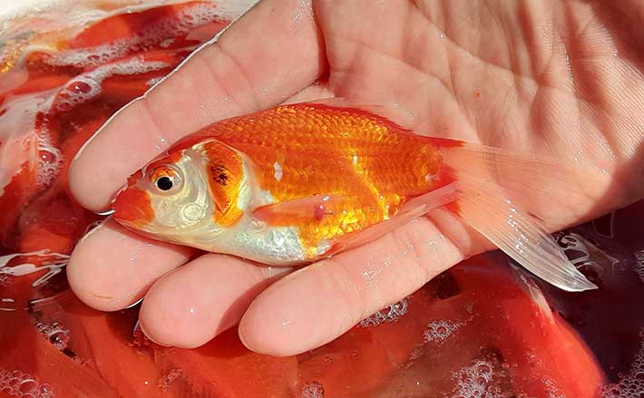 室内釣掘で 金魚 爆釣を楽しむ 自作仕掛けで77尾 東京 保谷fc 21年3月17日 エキサイトニュース