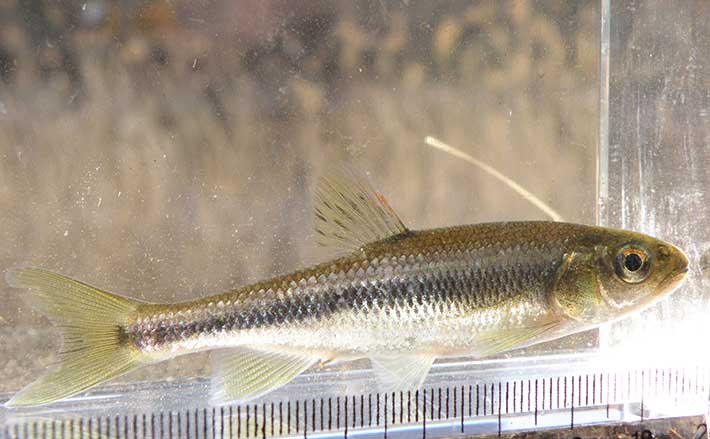 ミックス川魚　約350匹　4 ピンポンパール（国産）約４〜５センチ２匹セット 送料無料 金魚