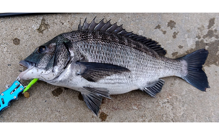 浜名湖の養殖カキが不漁 釣りの好敵手クロダイ増加が一因の可能性も 21年5月1日 エキサイトニュース