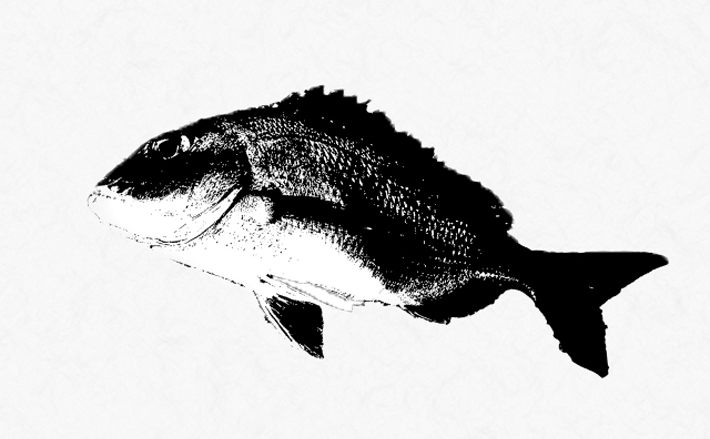 自宅で出来る 魚拓 の自作方法 材料は100均グッズだけでok 21年5月5日 エキサイトニュース