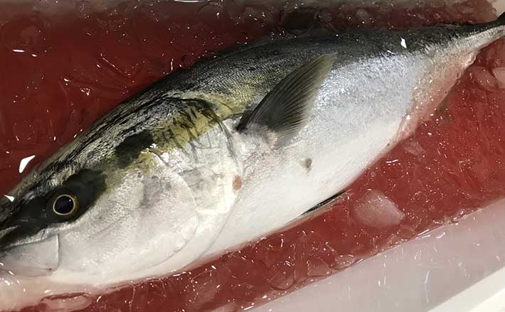 釣魚の 生臭さ 対処法 釣り場での下処理法と持ち帰る際の留意点 21年5月14日 エキサイトニュース 2 3