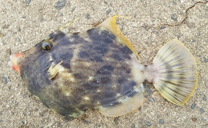 ちょっと危険なサカナの地方名 ハゲ に チンチン は何の魚 21年7月3日 エキサイトニュース