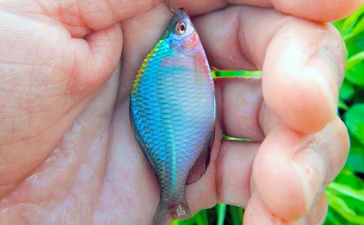 初心者同行のタナゴ釣りを満喫 気温も釣果も激アツでアテンド成功 21年9月8日 エキサイトニュース