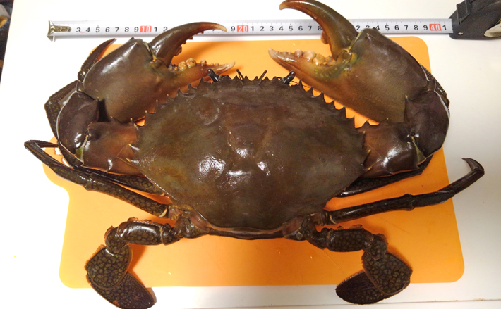 温暖化で浜名湖の『どうまんがに』増加中 東京湾で定着の可能性も