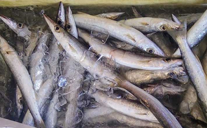 プロが教える 旬魚 の目利き カマス 魔法のひと手間は 振り塩 21年10月30日 エキサイトニュース プロが教える 旬魚 の目利き カマス 魔法のひと手間は 振り塩 21年10月30日 エキサイトニュース