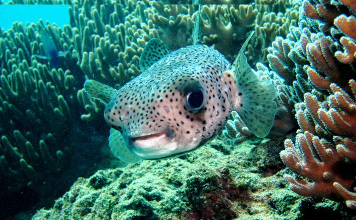 イシガキフグは毒がない美味魚 見た目は 散髪したてのハリセンボン 21年11月28日 エキサイトニュース