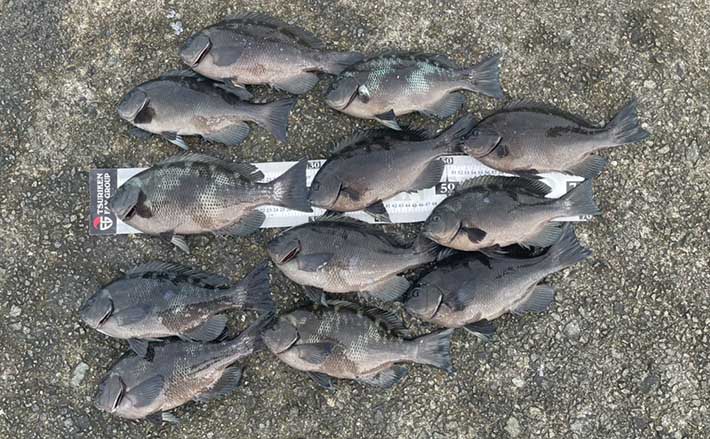 無料で遊べるかんたんゲーム ワーカービーのゲーム くま 魚 釣る おもちゃ