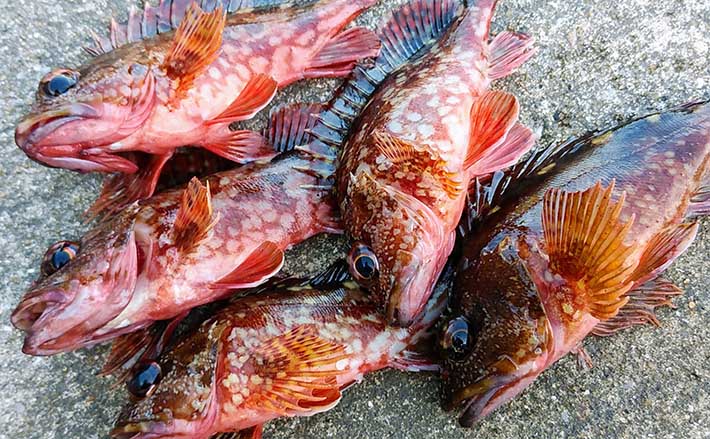良型カサゴ狙いの 穴釣り 入門 釣り方 エサ取り対策を解説 21年12月18日 エキサイトニュース 良型カサゴ狙いの 穴釣り 入門 釣り方 エサ取り対策を解説 21年12月18日 エキサイトニュース