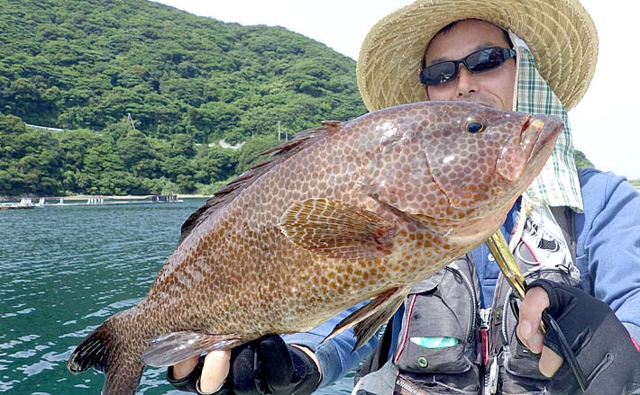 フィッシング 田村釣具 羽太 (オオモンハタ)