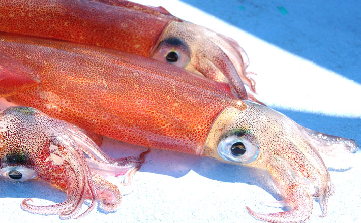 Tsurinews_tsurinews71896_ee9c_