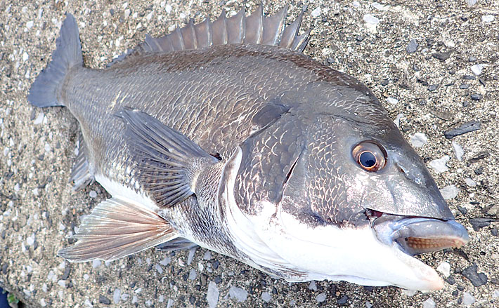 秋の落とし込みチヌ攻略 浮いた魚をフジツボと岩ガニで狙う 大阪湾 19年10月23日 エキサイトニュース