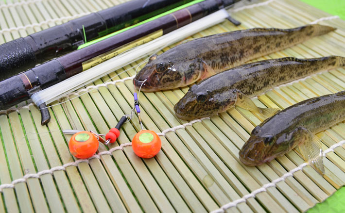 江戸前高級魚『マハゼ』の釣り方 船＆陸っぱりそれぞれのキホンを紹介