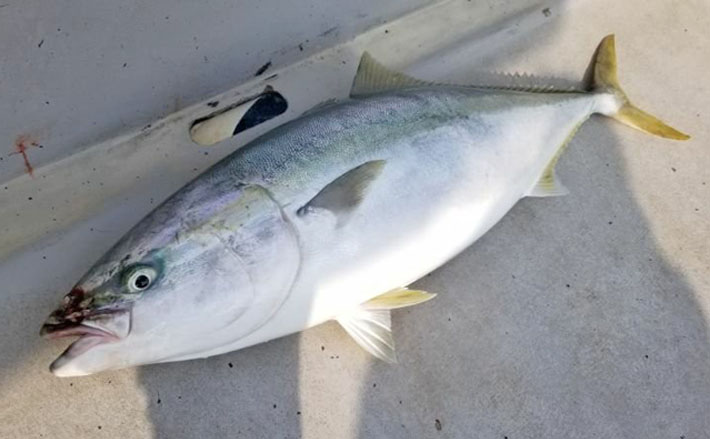 オフショアキャスティングゲーム70cm腹パン良型ブリ手中 鹿児島 19年11月26日 エキサイトニュース