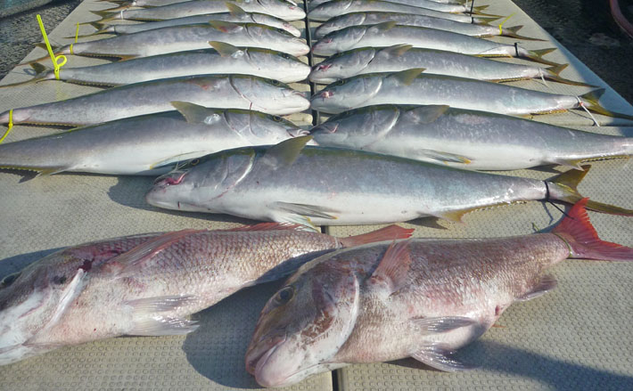 玄界灘 落とし込み最新釣果 ヒラマサ中心に青物好調で早上がりも 19年12月14日 エキサイトニュース