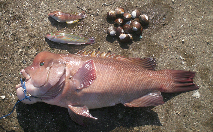 アケミ貝のぶっこみ釣りでカンダイ71cm【ポートアイランド赤灯波止】 (2020年1月6日) - エキサイトニュース